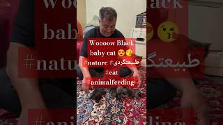 Woooow Black baby cat 😍😘 nature animals طبیعتگردی طبیعت cat animalfeeding kitten pets [upl. by Adnov742]