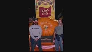 Barnesville Pumpkin Festivals King Pumpkin weighs in at 2196 pounds [upl. by Rossie]