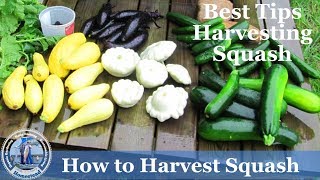 How Harvest Squash  Yellow Crookneck Squash and Zucchini Squash  Tips Harvesting [upl. by Hahn840]