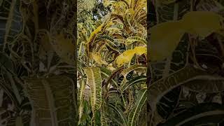 Is this  This is the croton tree or croton flower in Javanese Indonesia [upl. by Nnaed]