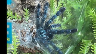 Caribena versicolor update and care tips and feeding clips 104 days after rehouse [upl. by Euhc]