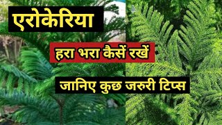 How to grow and care Araucaria plantChristmas tree growing and caring tips [upl. by Malvie737]