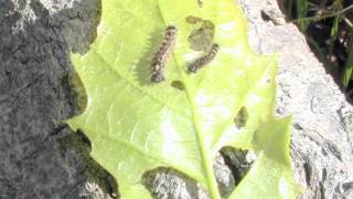 Slowing the Spread of Gypsy Moth in Ohio [upl. by Raines348]