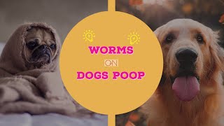 🔥Tips and Complete Guide dog worms poop  can you get worms from your pet 👍 [upl. by Ahusoj121]