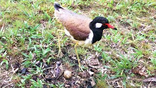 Two Playful Chicks Play Around Nest When Mother Away end – Lapwing Bird Laying Eggs in Rain Ep80 [upl. by Medardas]