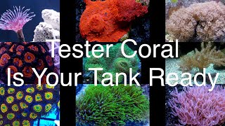 Tester Corals  What Makes A Good Tester Coral Saltwater Reef Aquarium [upl. by Hagen266]