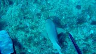 Spearfishing Trinidad  Beyond the Murk Pt2 [upl. by Naget908]