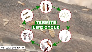 THE LIFE CYCLE OF THE TERMITE [upl. by Penney]