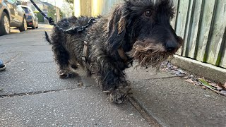 Mudgate With Barkley the wire haired Dachshund [upl. by Filide136]