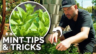 How to Grow TONS of Mint And Not Let it Take Over [upl. by Ellasal]