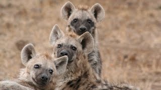 How does a laughing hyena sound Real laughing hyenas beg for lunch [upl. by Llenrod891]