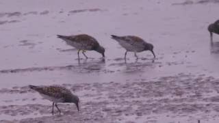 Great Knot Calidris tenuirostris [upl. by Haon]