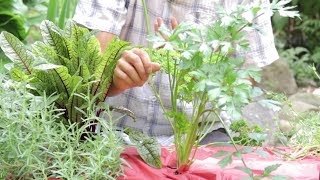 How To Harvest Chives And Parsley [upl. by Aihtennek105]