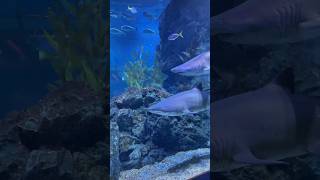 Scent of The Sea shorts ytshorts youtubeshorts facts animalfacts [upl. by Alicirp]