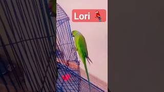 Lori 🦜parrot birds funny cartoon comedy india talkingtom trendingshorts trend viral cat [upl. by Atenik]