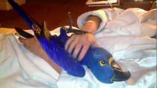 Hyacinth Macaw bird plays like a Puppy [upl. by Eppesuig]