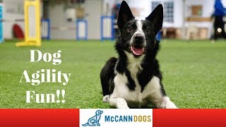 Beginner Dog Agility Competitions BeeLines First Dog Agility Fun Match [upl. by Perni]