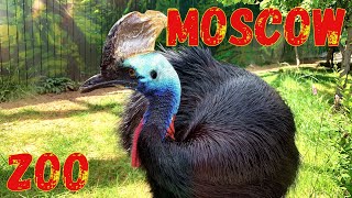 Moscow Zoo Russia short video  monkeys [upl. by Kling886]