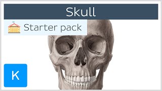 Bones of the Skull Neurocranium and Viscerocranium  Human Anatomy  Kenhub [upl. by Kloster]