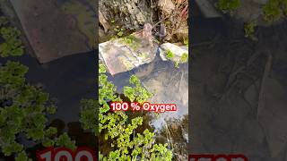 Salvinia minima Giveing 100  Oxygen for all Water animals [upl. by Rodnas]