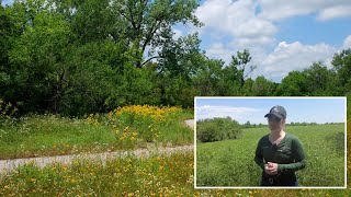 Habitat Assessment Lawn vs Native Habitat Garden [upl. by Blus576]