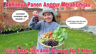 Akhirnya Panen Anggur MerahampHijau Sayur pak Choi Tomat amp raspberry [upl. by Akihsan]