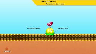 A B Exotoxins Diphtheria Exotoxin  Microbiology animations [upl. by Langston]