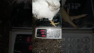 39 day stat viralvideo poultryfram chickenfarm poultry chickenfarmbusiness automobile [upl. by Irek]