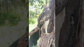 A older walk to see Eagle on tree hole part 02 pinewoods greensmith bigleaves birdwood [upl. by Ali]