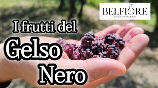 Frutti antichi il GELSO NERO o 𝑀𝑜𝑟𝑢𝑠 𝑛𝑖𝑔𝑟𝑎 [upl. by Meensat]