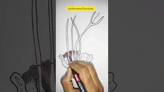 How to draw a Anthoceros Punctataviral shorts ytshorts diagram science study students botany [upl. by Tnayrb]