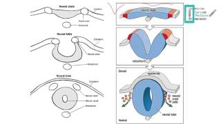 CNS Embryology [upl. by Kayne918]