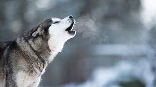 Husky Howling  Compilation Video [upl. by Poppy679]