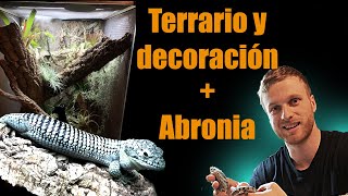 Como decorar y diseñar un terrario  Abronia taeniata [upl. by Nahtannhoj286]