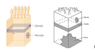 Epithelial polarity  Epithelial specializations [upl. by Rehtse952]