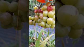 🍇Grapes harvest🍇Finally very sad 😒 [upl. by Leugar]