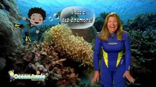 Clownfish and Sea Anemone Chapter from Explore Coral Reefs The Adventures of Ocean Annie [upl. by Puglia529]