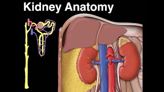 Kidney anatomy [upl. by Maynard]