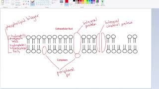 Drawing The Fluid Mosaic Model IB Biology [upl. by Gerg]