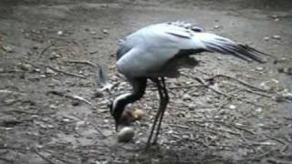 The Demoiselle Crane Anthropoides Virgo by Harry Geurts Natural incubation all rights reserved Belgium 2004 2009 [upl. by Tufts379]