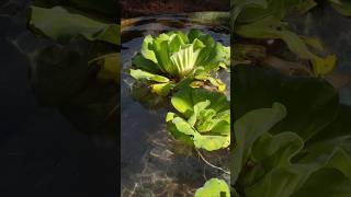 Water Lettuce Floating Pond Plants  Water Cabbage [upl. by Phi790]