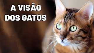 COMO É A VISÃO DOS GATOS Como os gatos enxergam  Gatil Hauser [upl. by Itnahs]