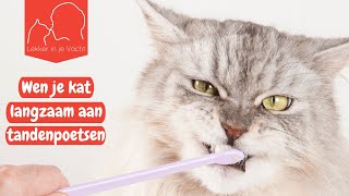 De tanden poetsen van je kat aanleren [upl. by Siuoleoj]