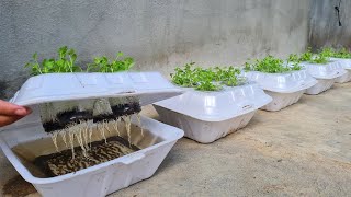 How to grow coriander in Styrofoam Box with water  Growing coriander from seed [upl. by Jerrilee732]