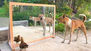 Angry dogs vs mirror reaction  Funny dogs fighting mirror  Amazing mirror reactions on dog [upl. by Melessa329]