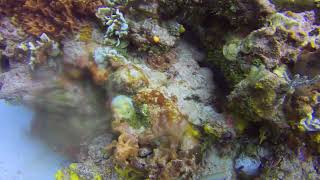 Coral amp Basket Sponge [upl. by Casar]