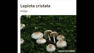 Lepiota cristata [upl. by Arrac733]