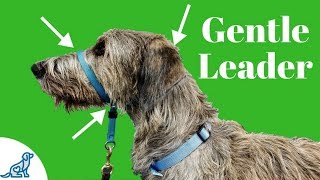 How To Use A Gentle Leader Head Collar  Professional Dog Training Tips [upl. by Elbertina]