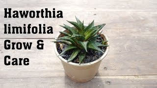 Succulent Haworthia limifolia Plant Grow and Caring Tips [upl. by Seditsira]