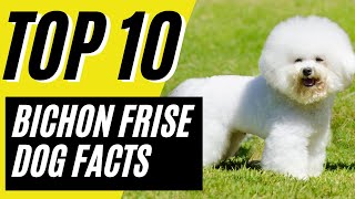 Bichon Frise  Pros and Cons of Owning a Bichon Frise  10 Things to Know [upl. by Sharma]